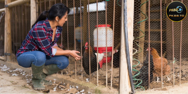 Chăm Sóc và Huấn Luyện Gà Chọi: Nền Tảng Cho Chiến Thắng Trên PK88